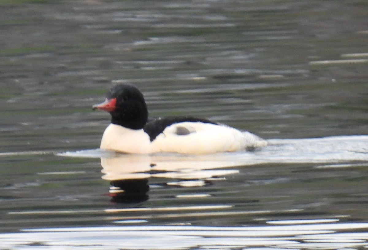 Common Merganser - ML646074684