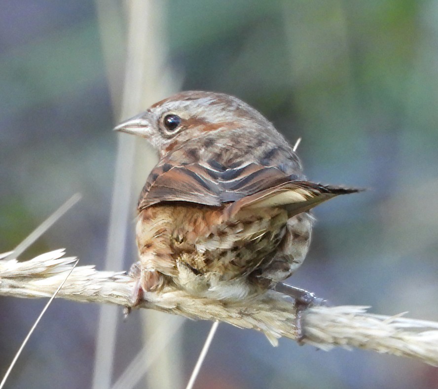 Song Sparrow - ML646074695
