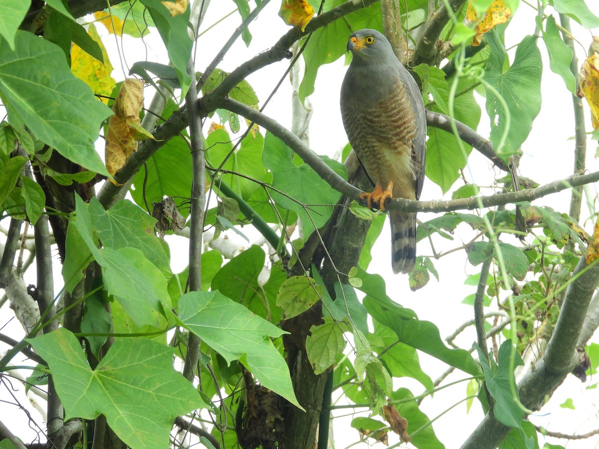Roadside Hawk - ML646074697