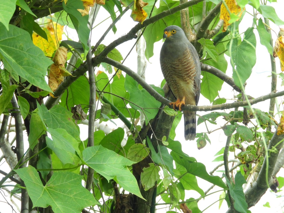 Roadside Hawk - ML646074698
