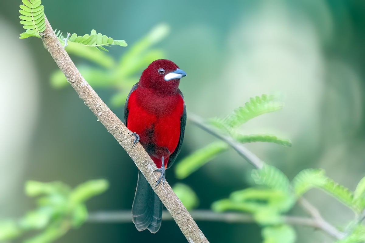 Crimson-backed Tanager - ML646074700