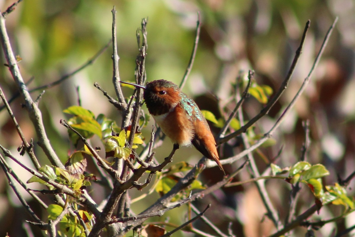 Allen's Hummingbird - ML646074707