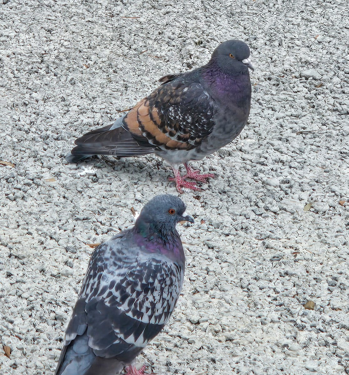 Rock Pigeon (Feral Pigeon) - ML646074709