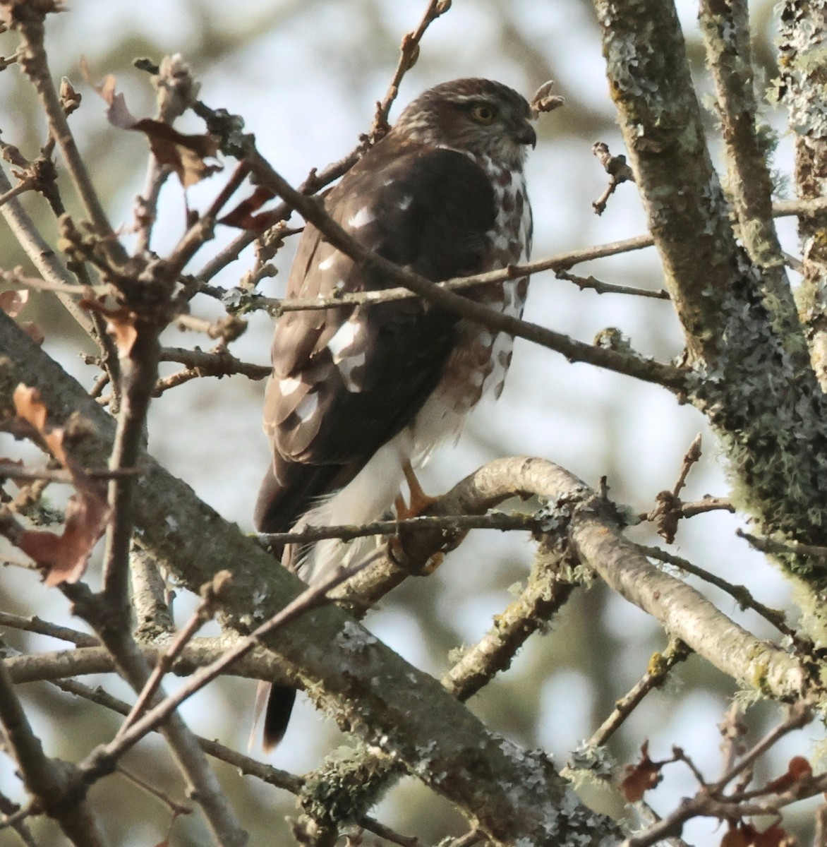Sharp-shinned Hawk - ML646074713