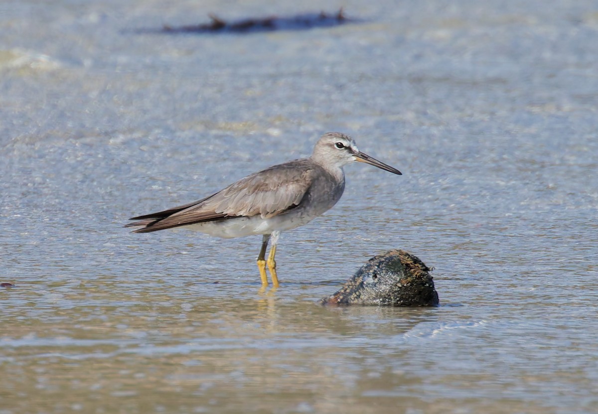 黃足鷸 - ML646074714