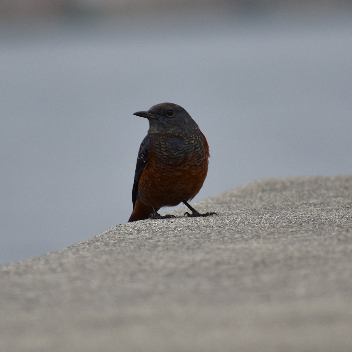 Скеляр синій - ML646074716