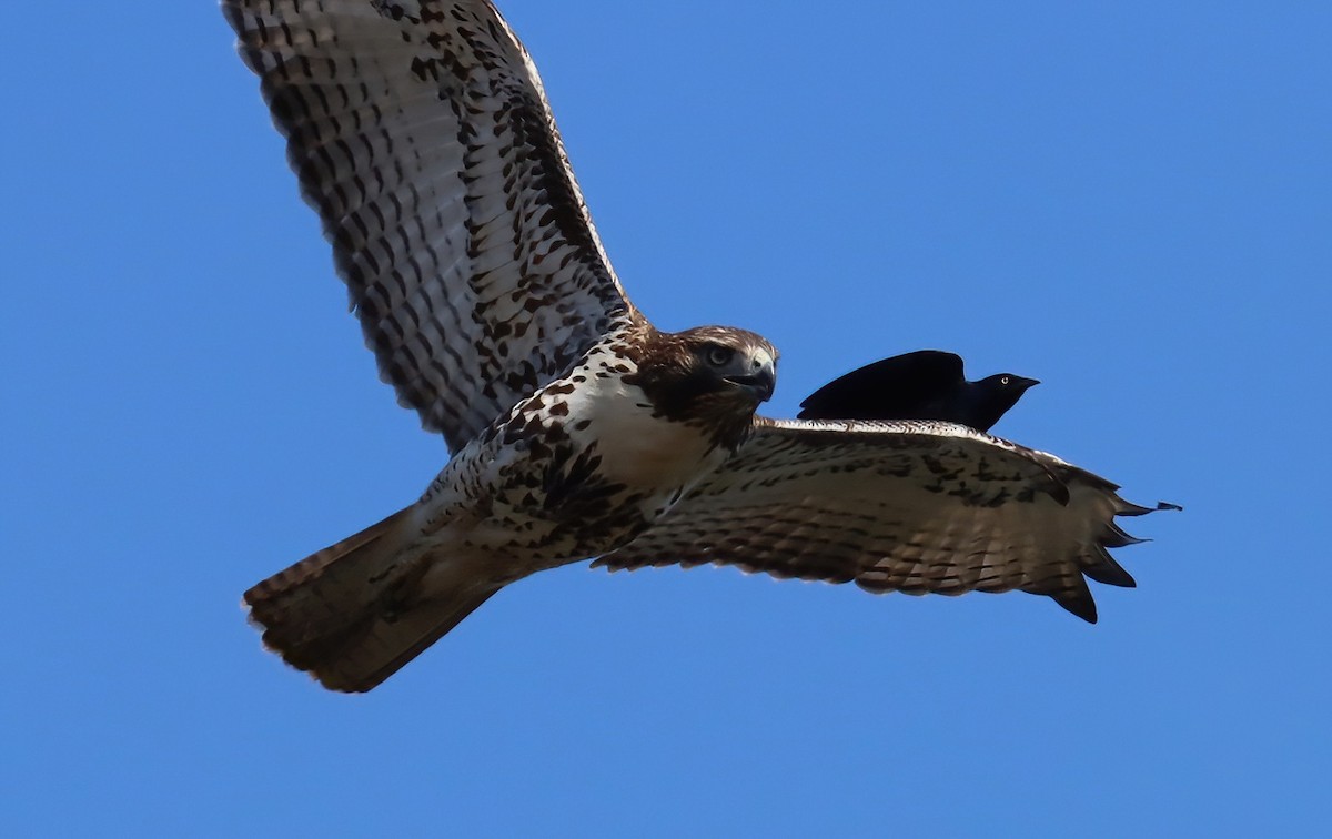 Brewer's Blackbird - ML646074718