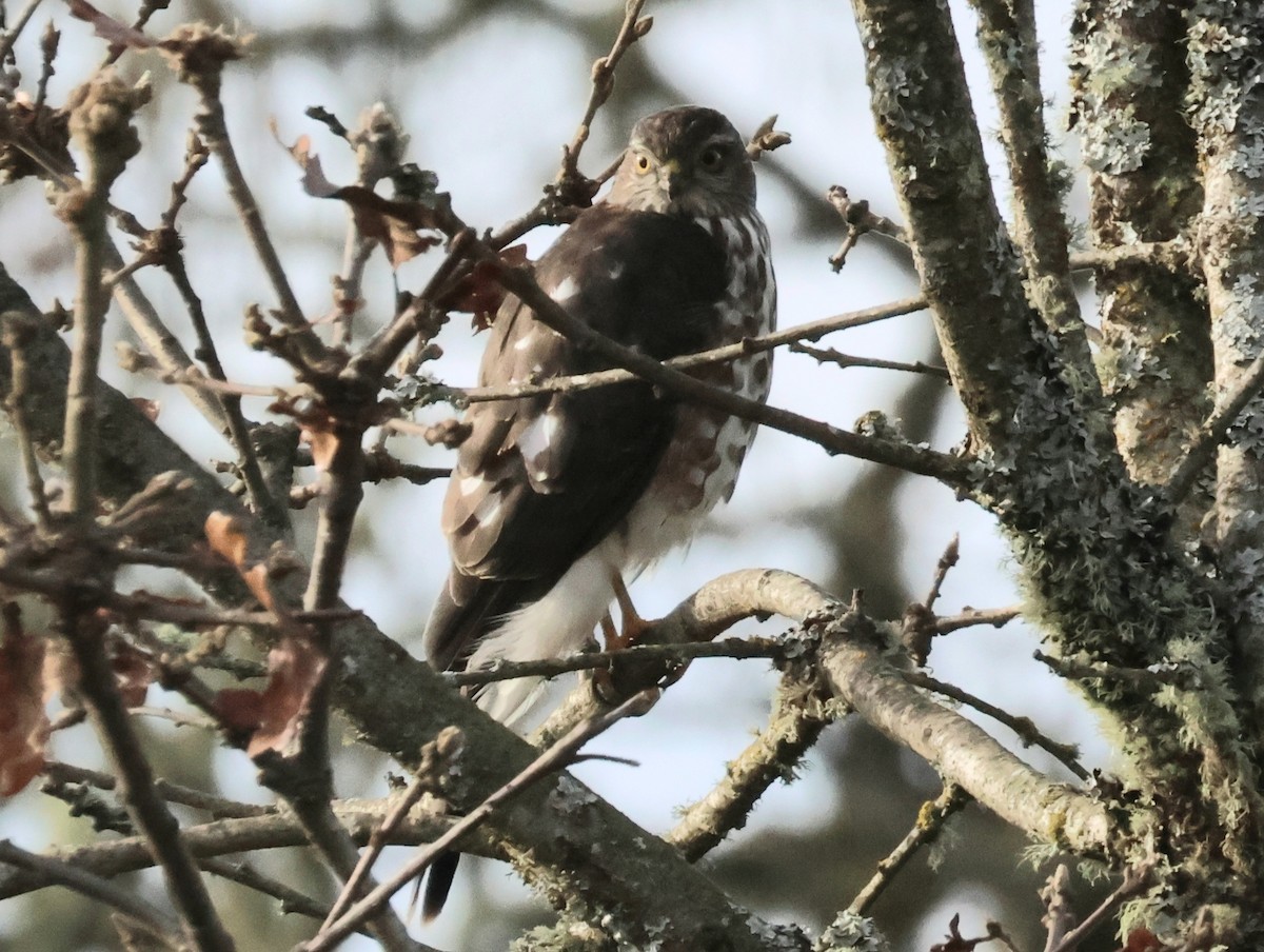 Sharp-shinned Hawk - ML646074720