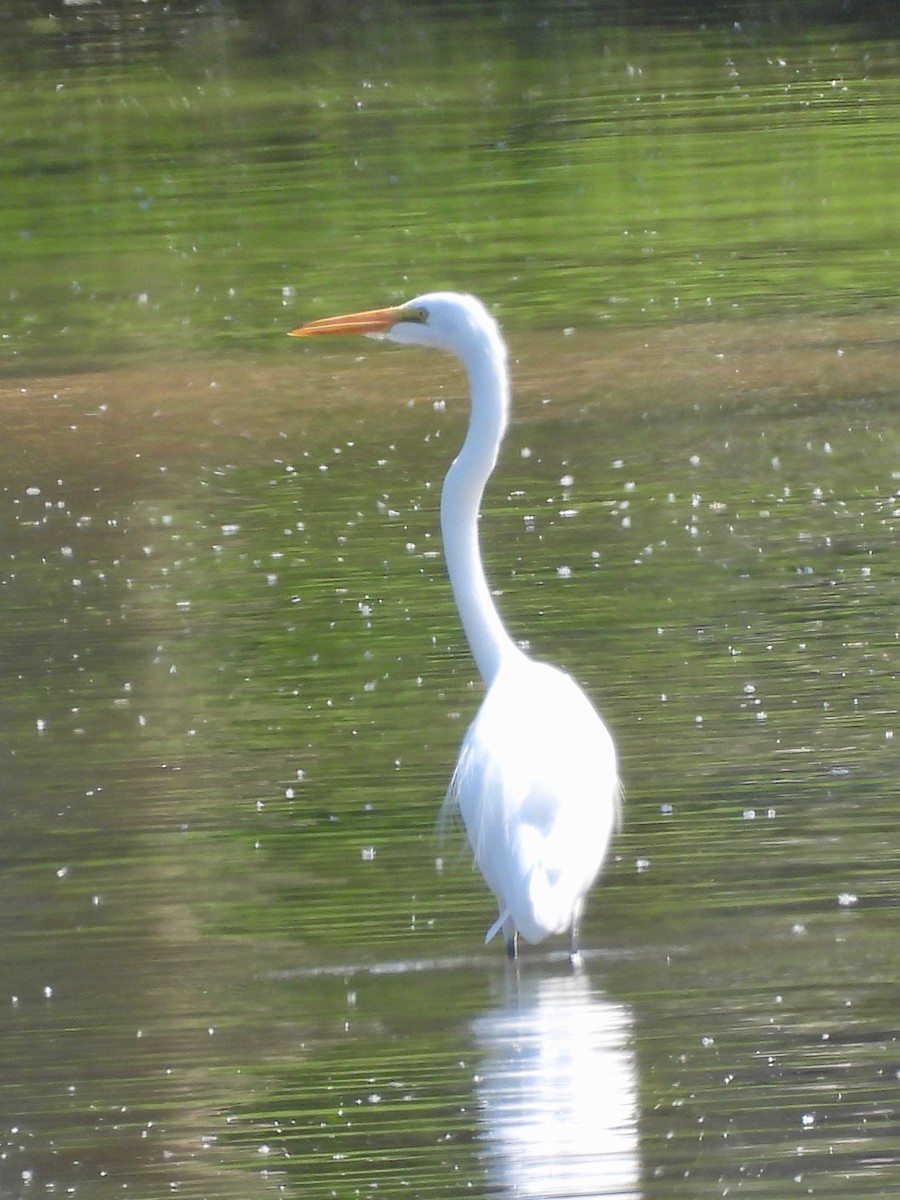 Great Egret - ML646074722