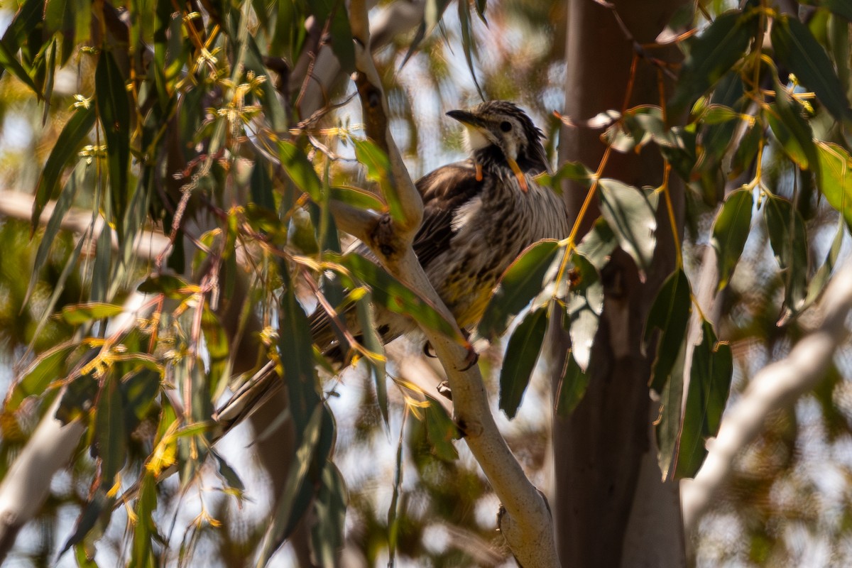 Yellow Wattlebird - ML646074726