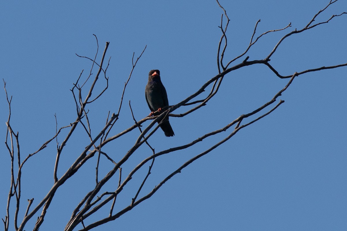 šírozobec východní - ML646074735