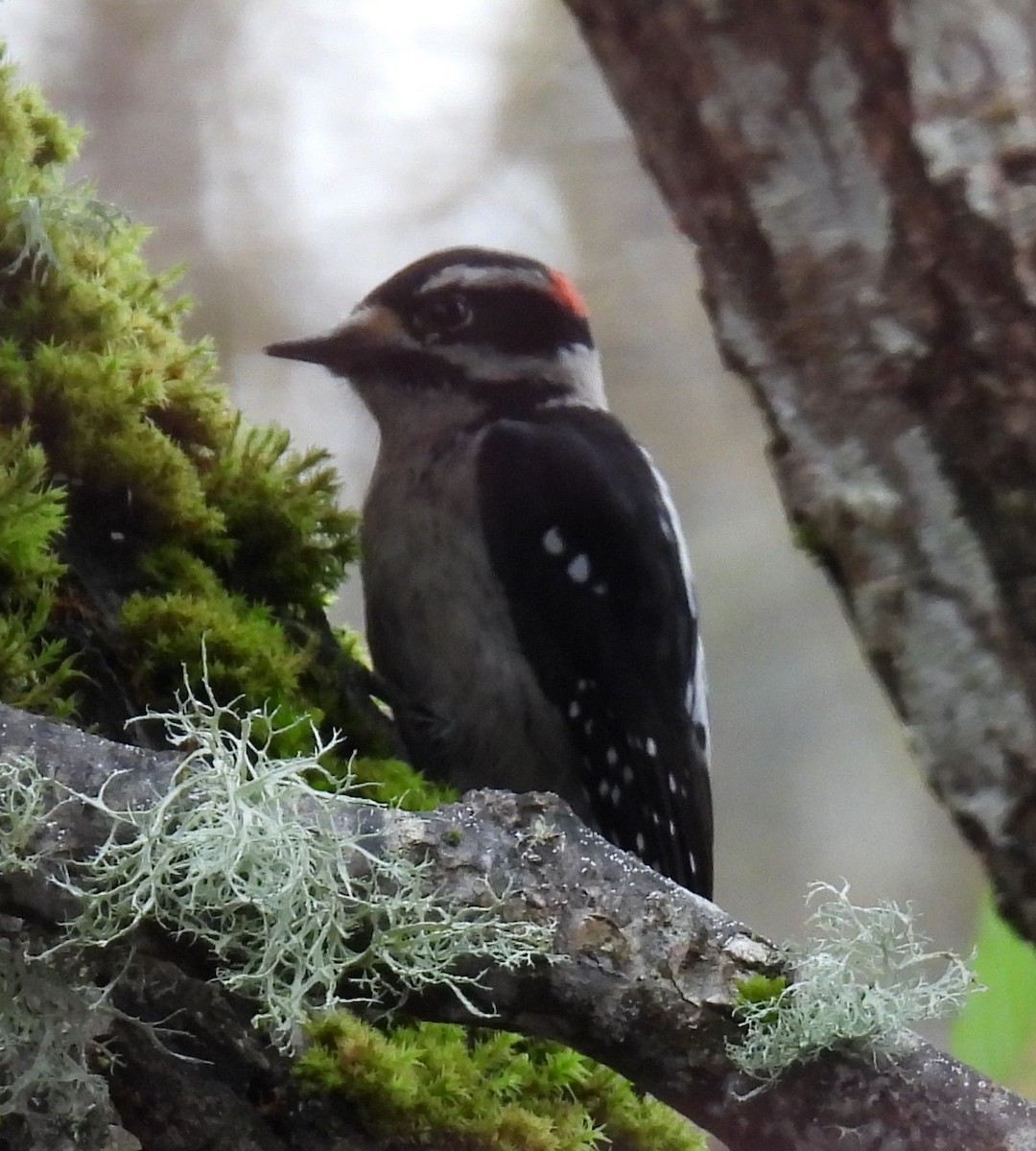 Downy Woodpecker - ML646074738