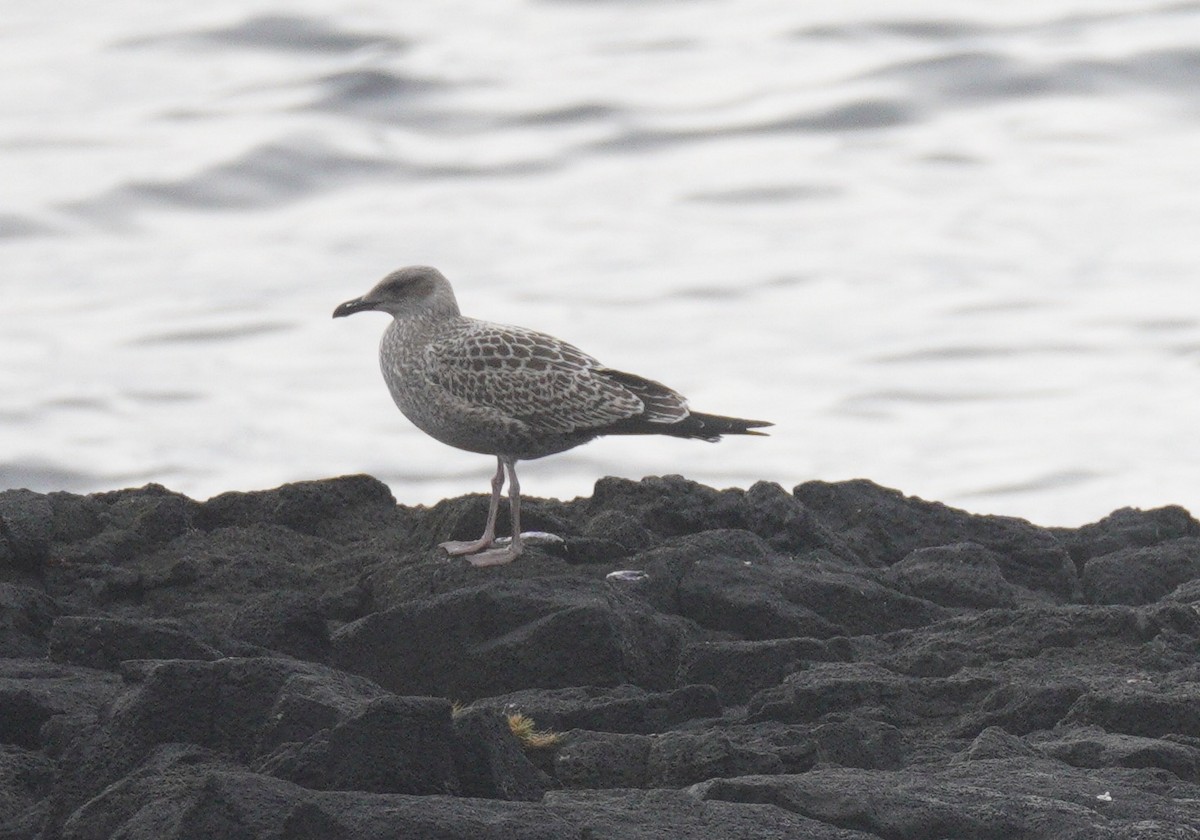 Zafferano - ML646074740