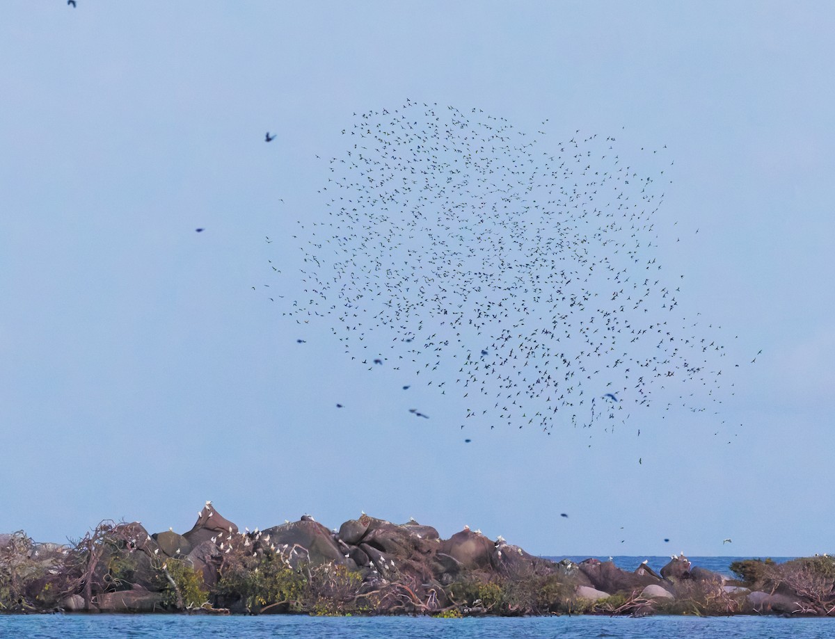 špaček lesklý - ML646074748