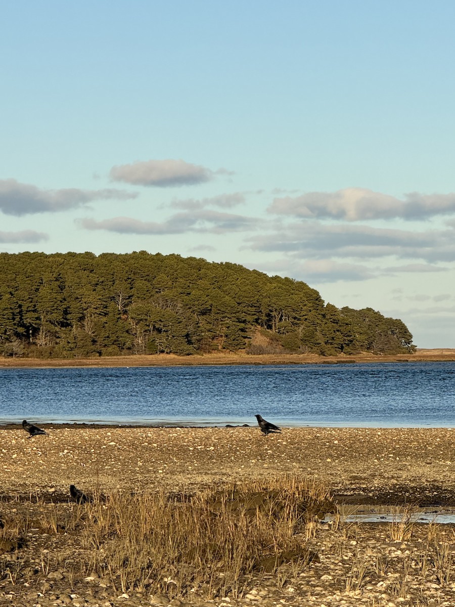 American Crow - ML646074754