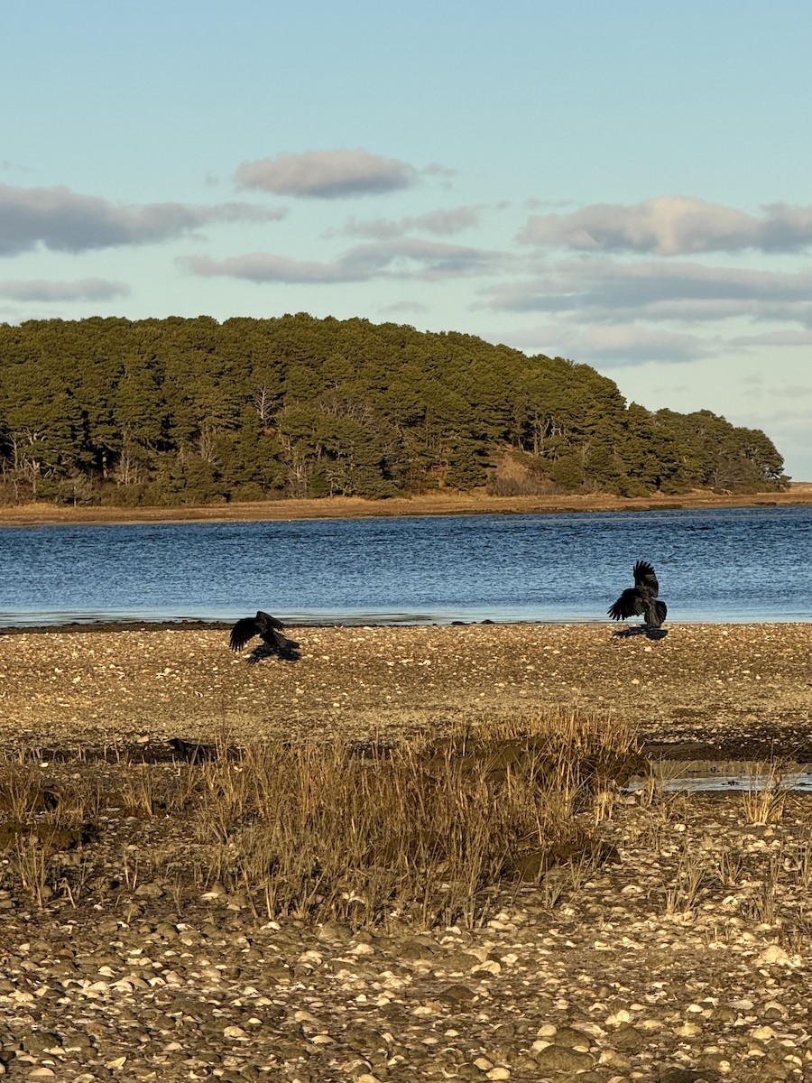 American Crow - ML646074755