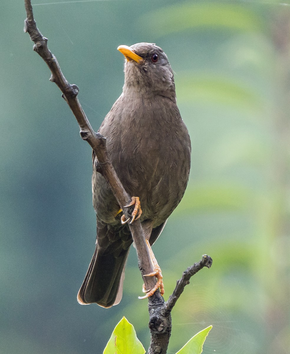 Chiguanco Thrush - ML646074756
