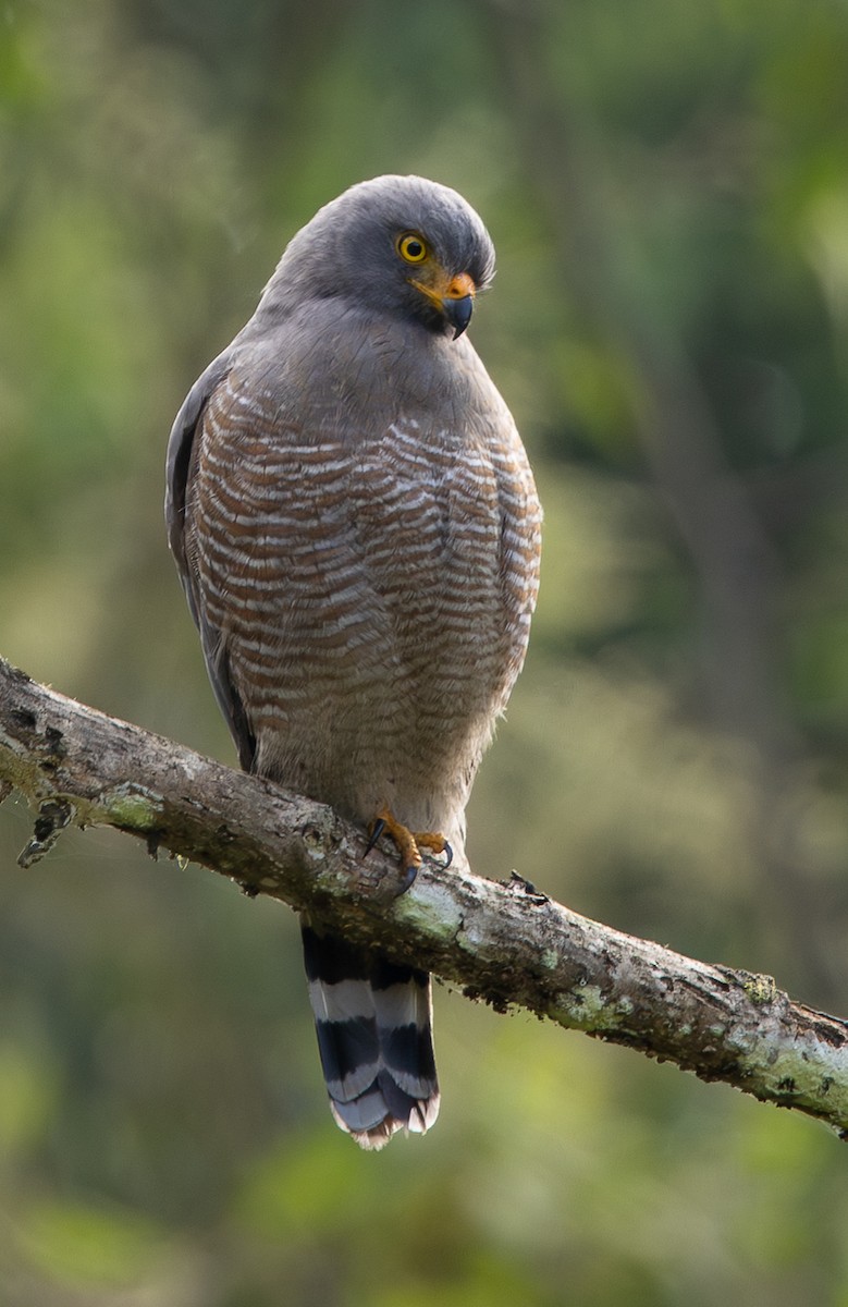 Roadside Hawk - ML646074759