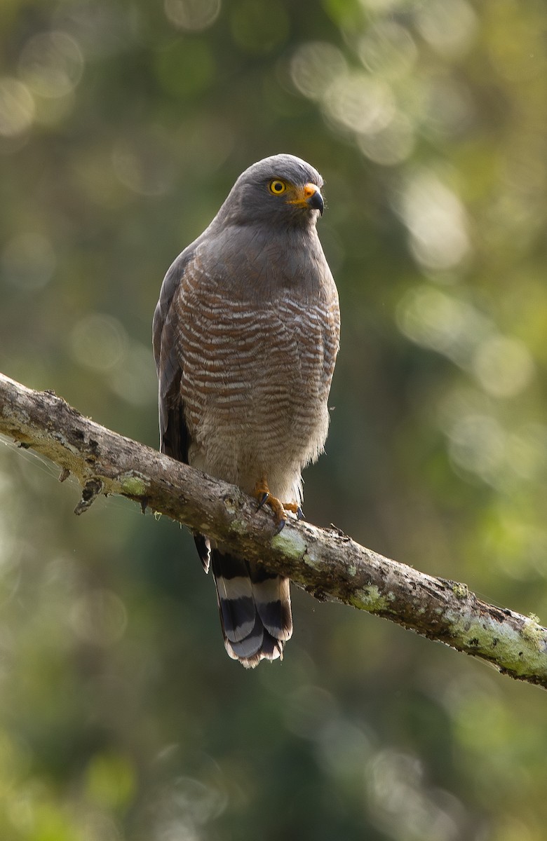 Roadside Hawk - ML646074760