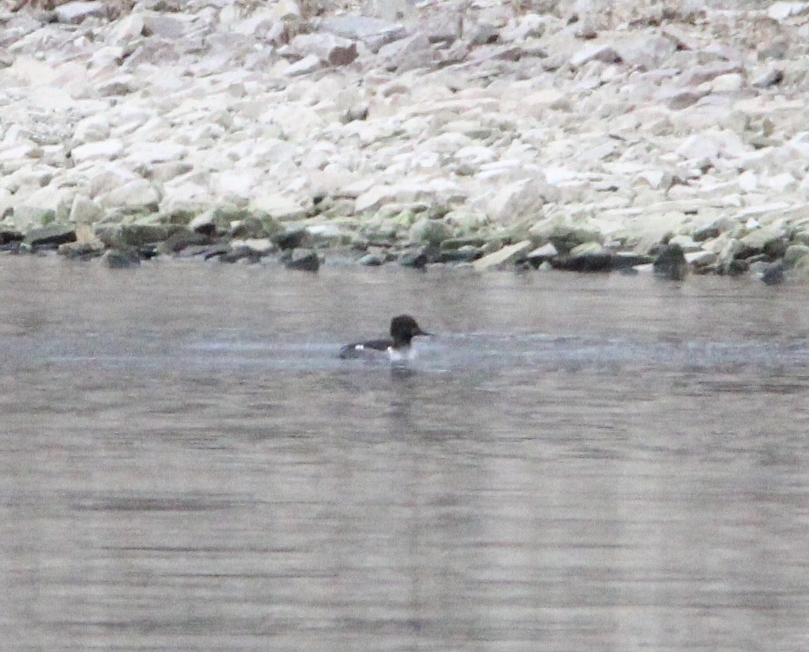Common Goldeneye x Hooded Merganser (hybrid) - ML646074765