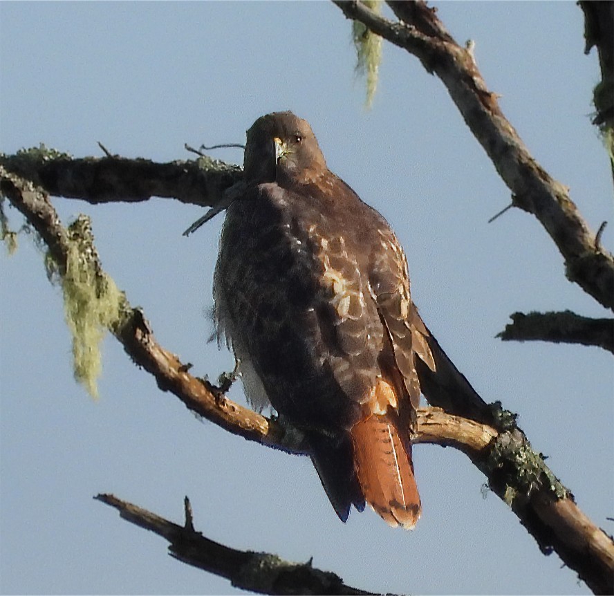Red-tailed Hawk - ML646074772