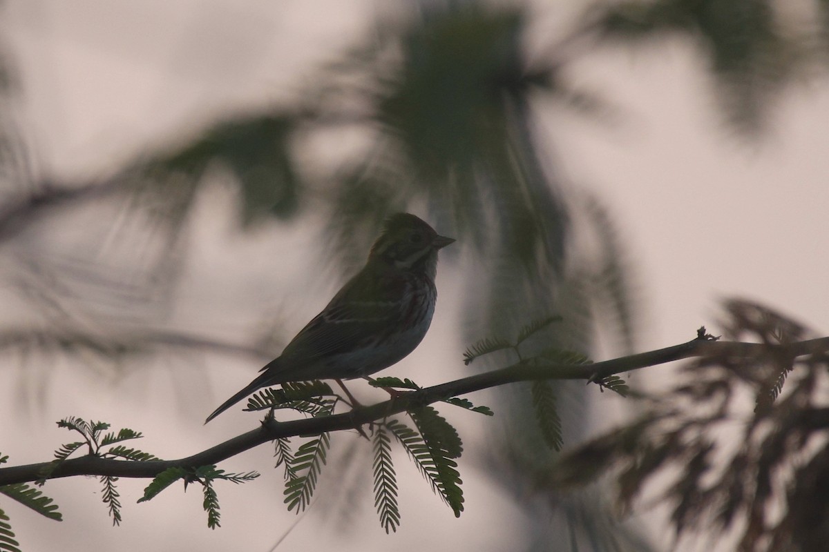 Rustic Bunting - ML646074777