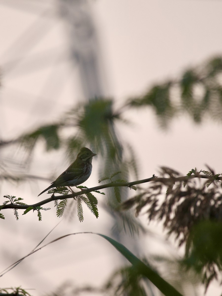 Rustic Bunting - ML646074778