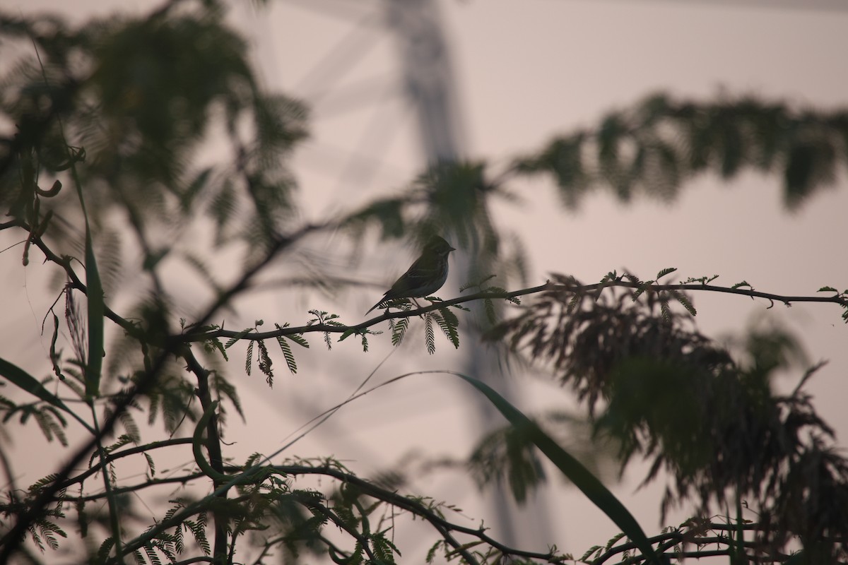 Rustic Bunting - ML646074779