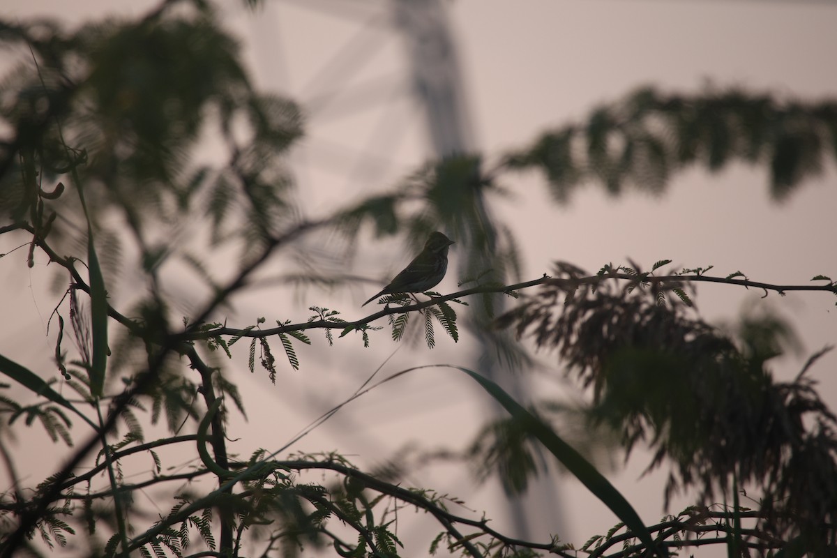 Rustic Bunting - ML646074780