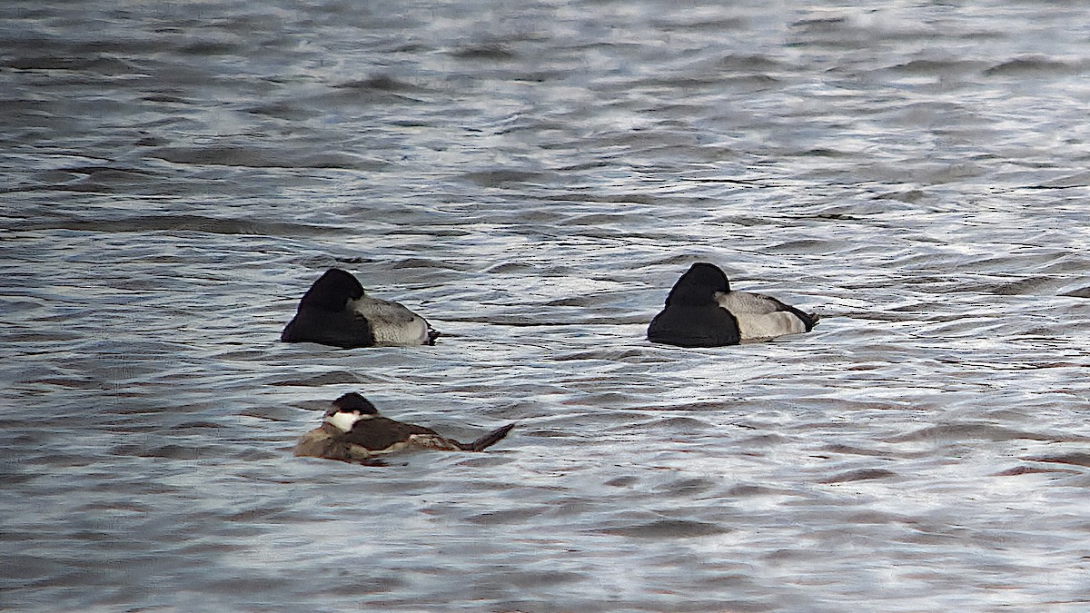 Lesser Scaup - ML646074781