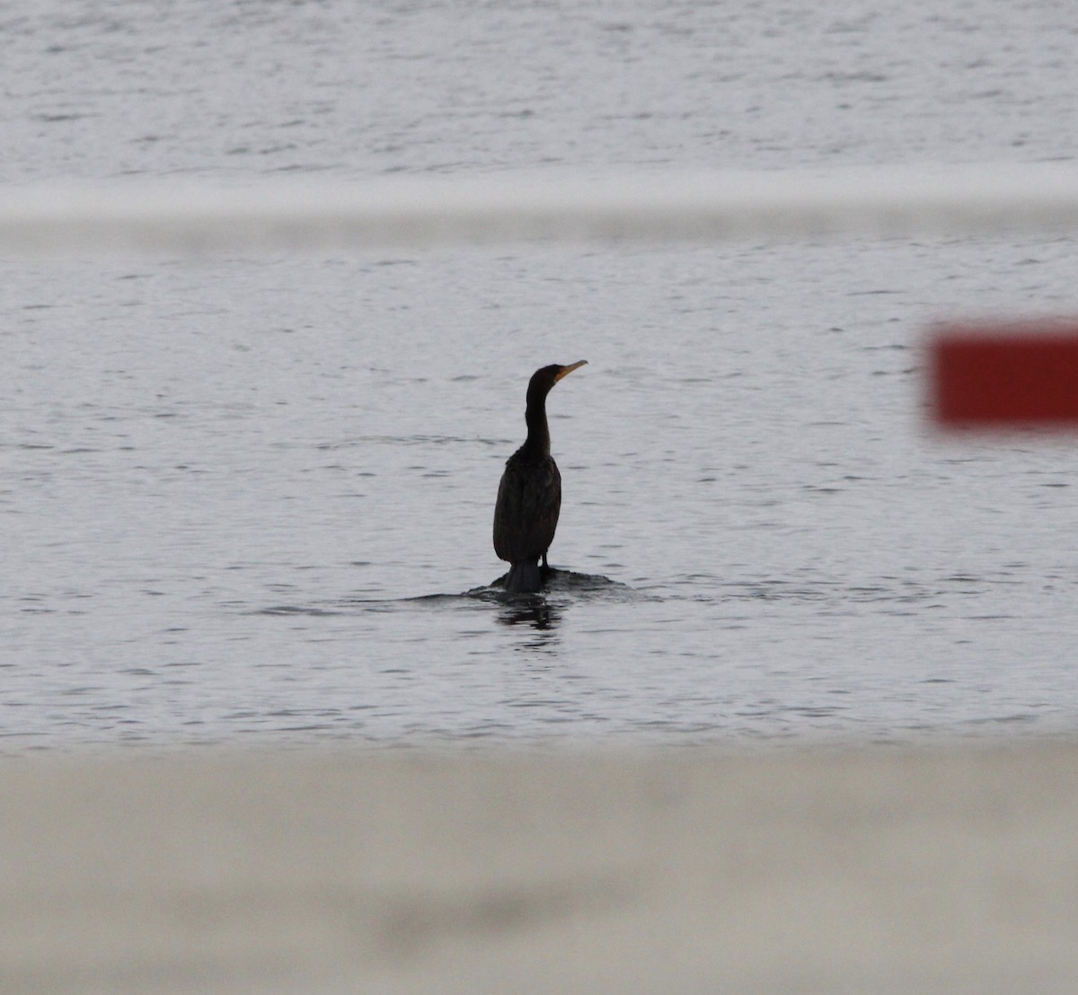 Double-crested Cormorant - ML646074783