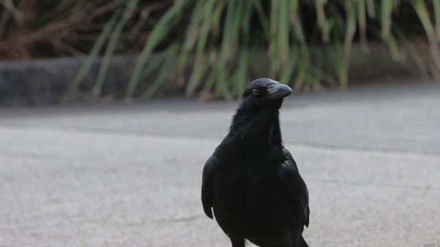 Australian Raven - ML646074787