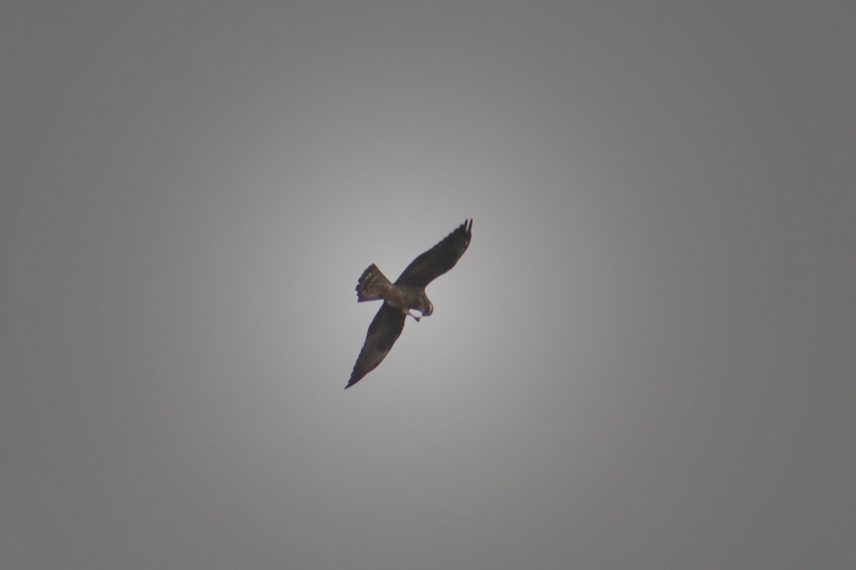 Mississippi Kite - ML646074795