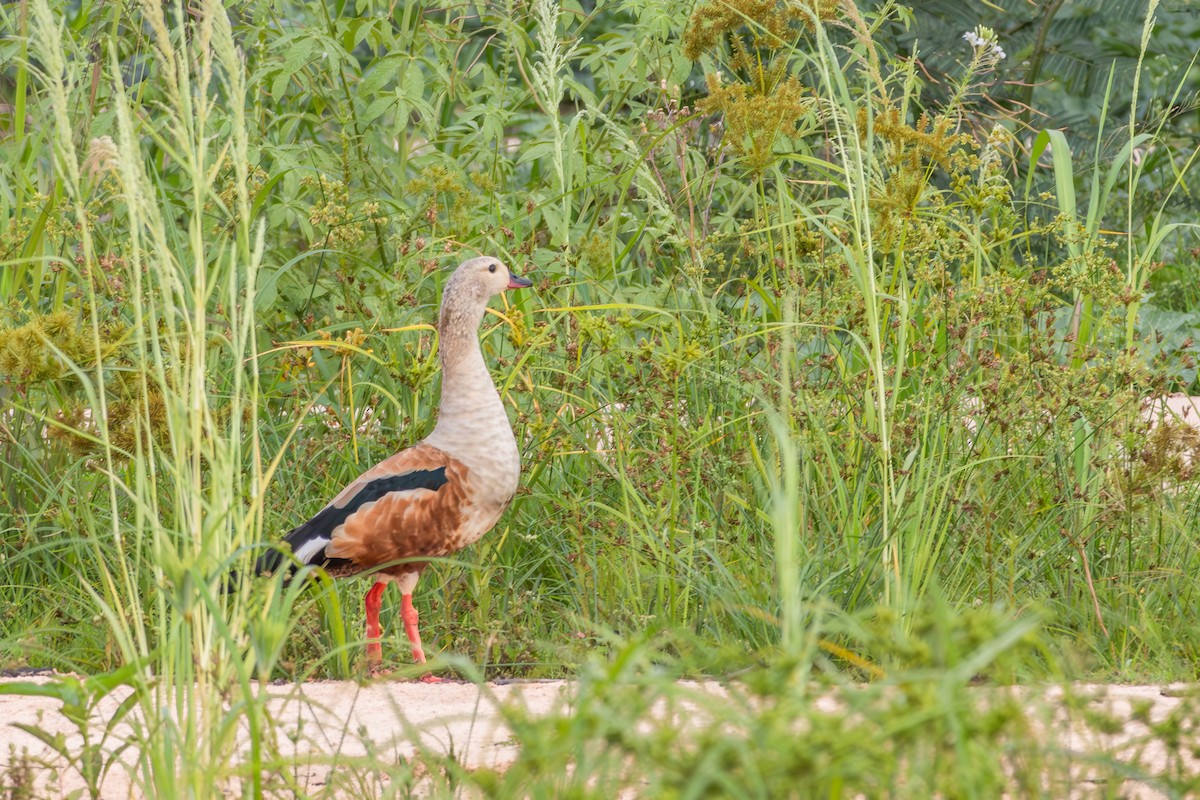 Orinoco Goose - ML646074799