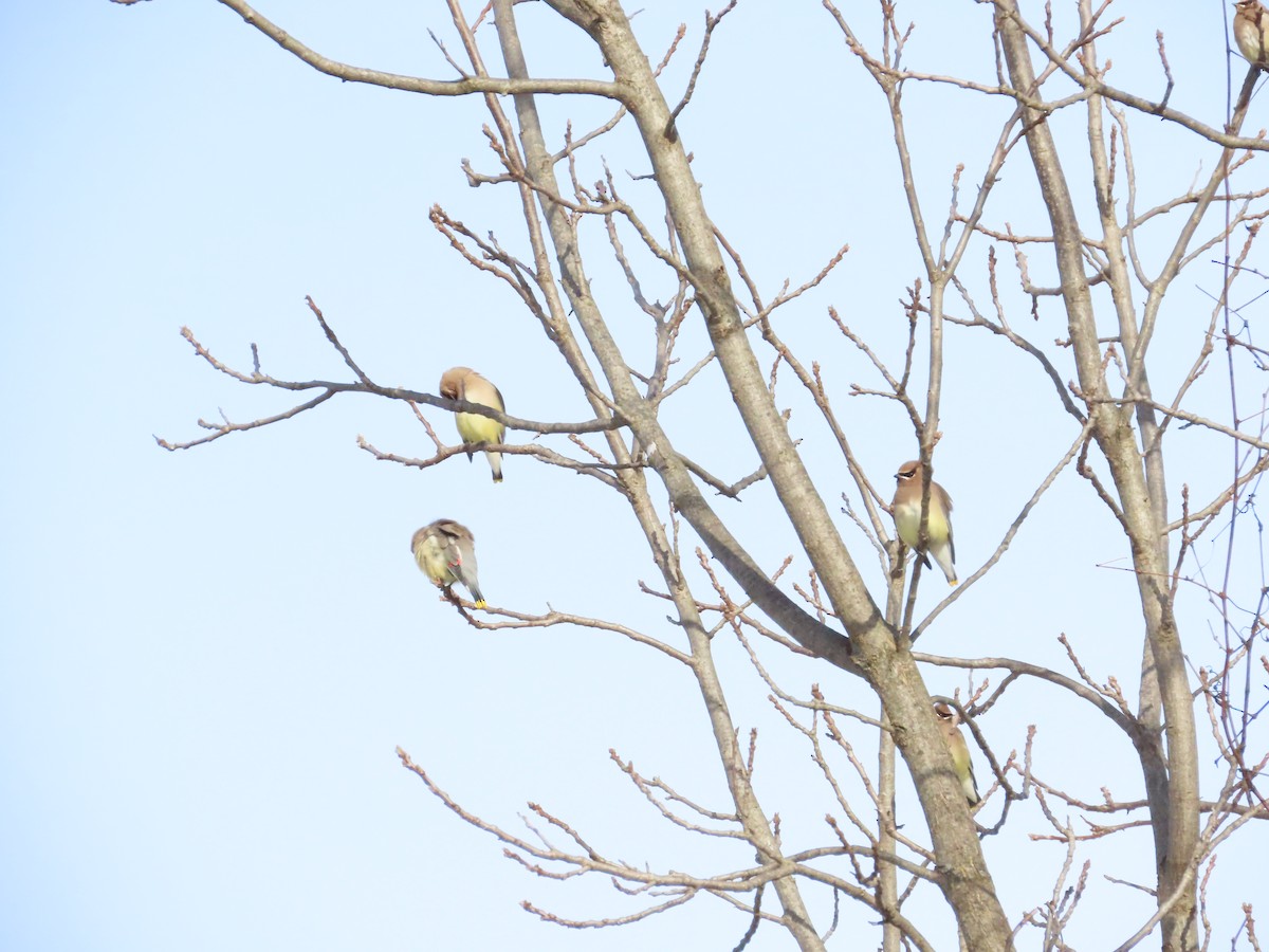 Jaseur d'Amérique - ML646074801