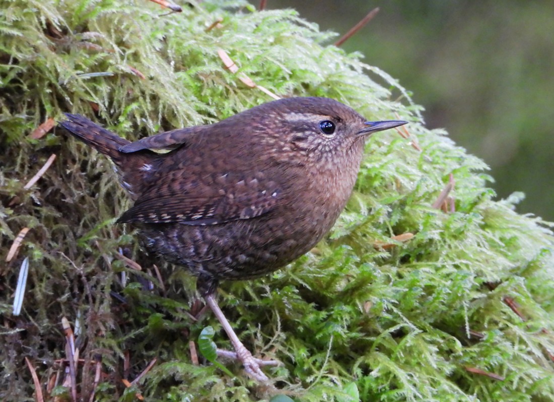 Pacific Wren - ML646074806