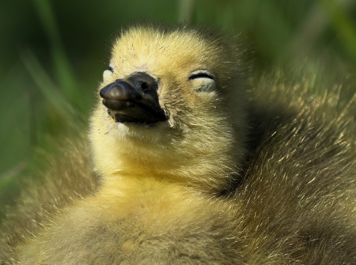 Canada Goose - ML646074807