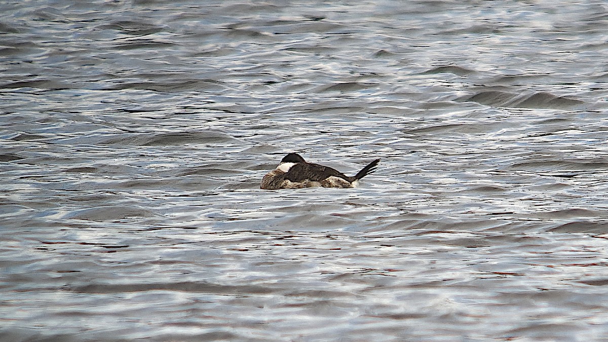 Ruddy Duck - ML646074808