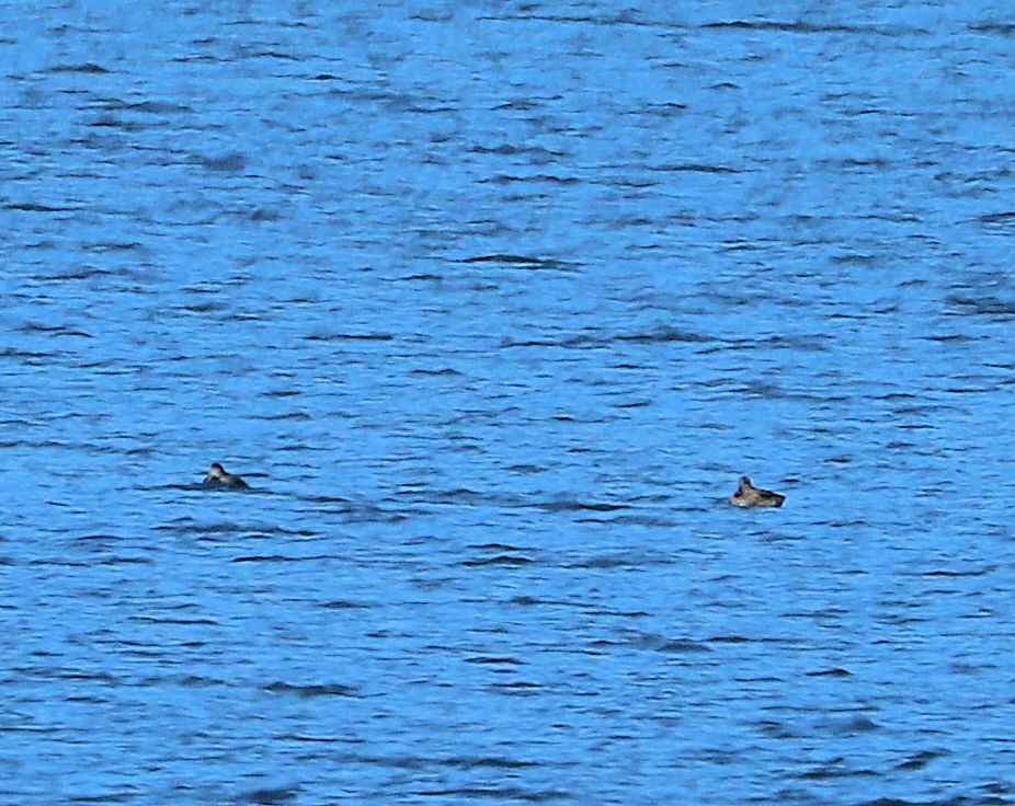 Серая утка - ML646074809