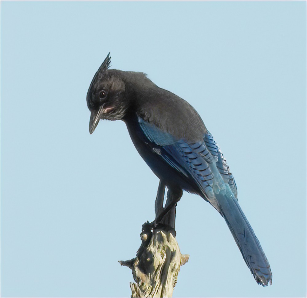 Steller's Jay - ML646074813
