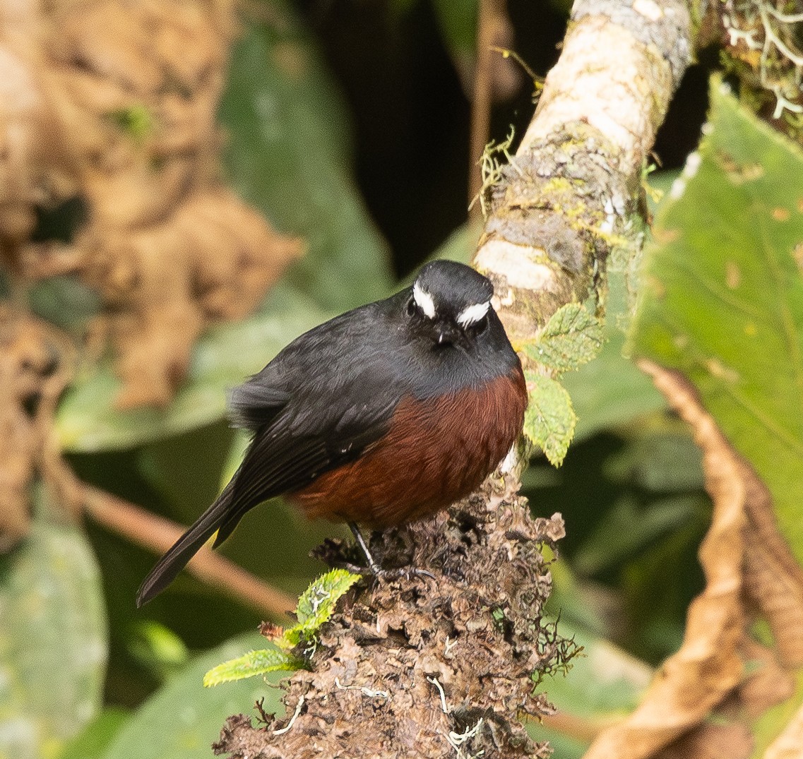 Chestnut-bellied Chat-Tyrant - ML646074816