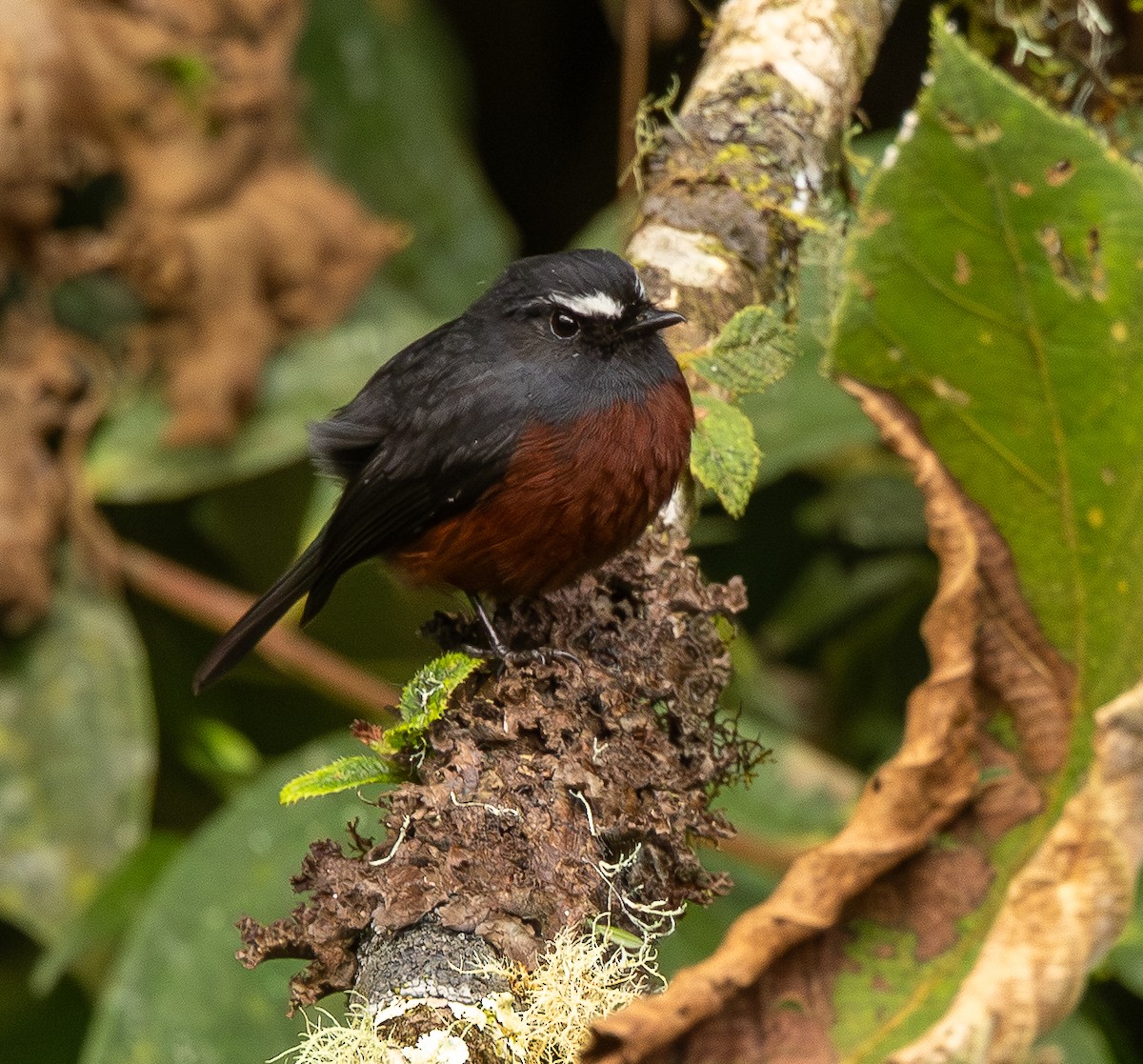 Chestnut-bellied Chat-Tyrant - ML646074817