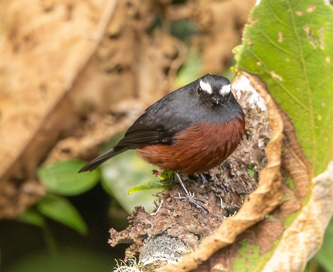 Chestnut-bellied Chat-Tyrant - ML646074818