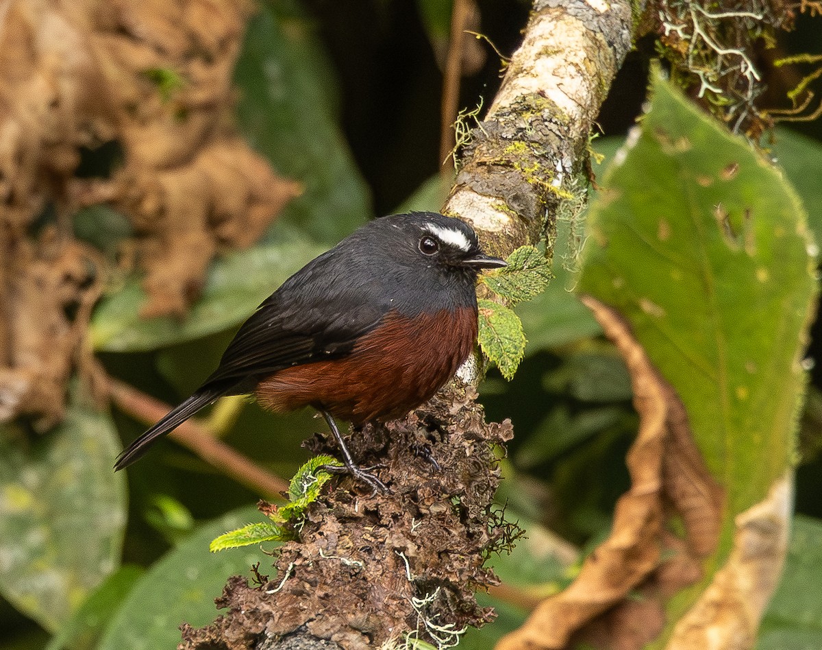 Chestnut-bellied Chat-Tyrant - ML646074820