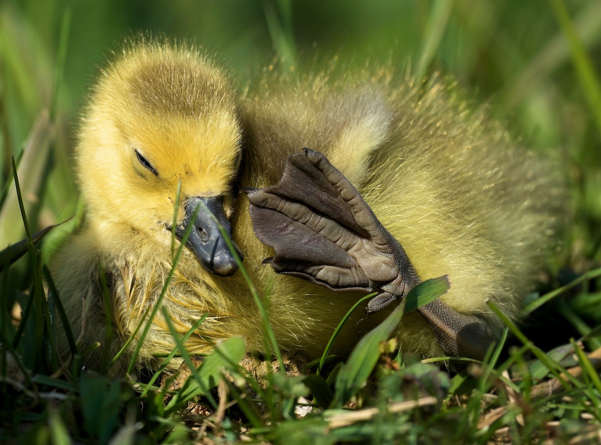 Canada Goose - ML646074821