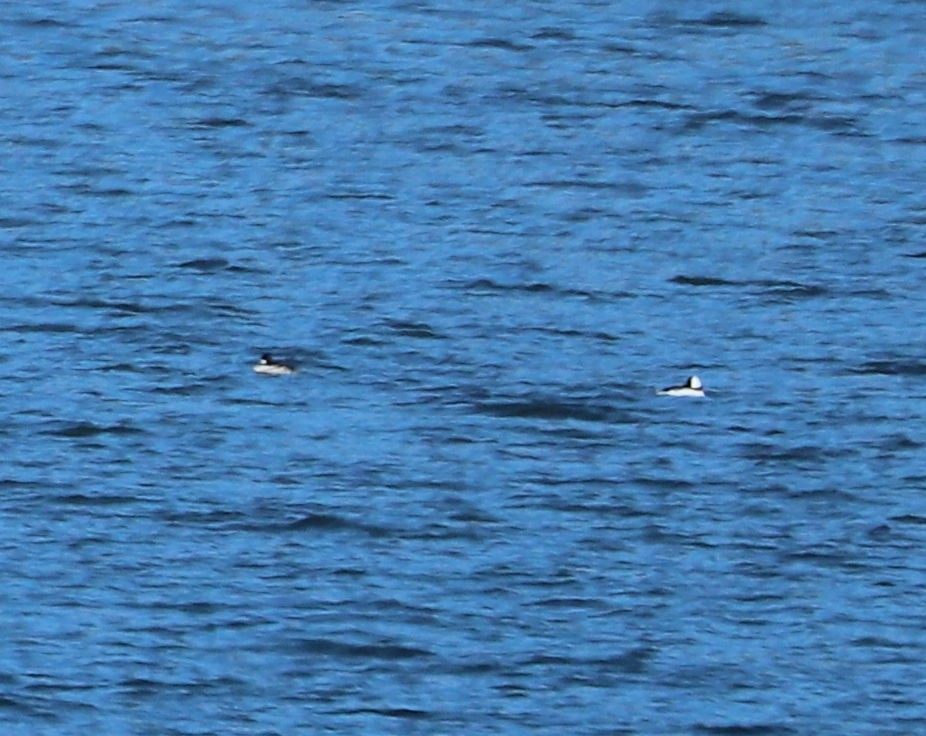 Murgilari buruzuria - ML646074822