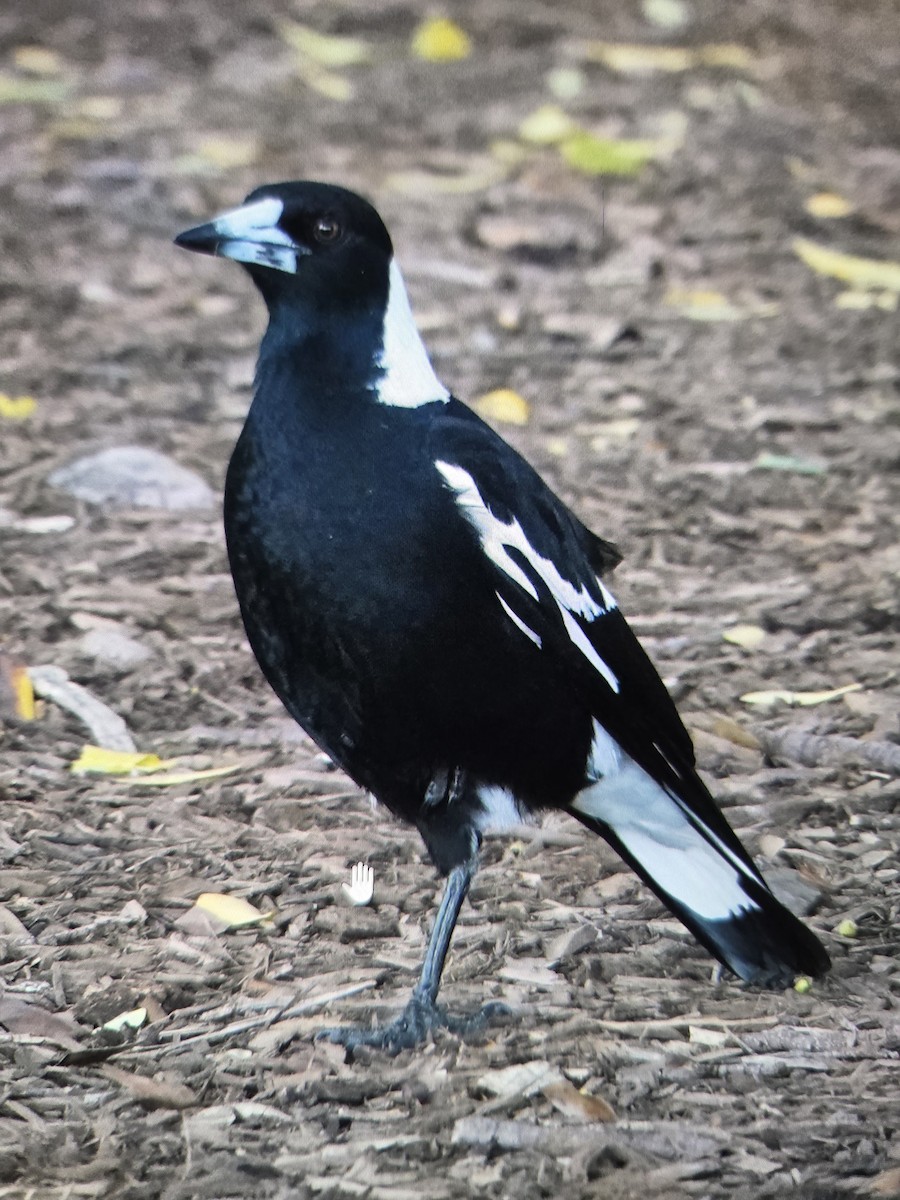 Australian Magpie - ML646074825