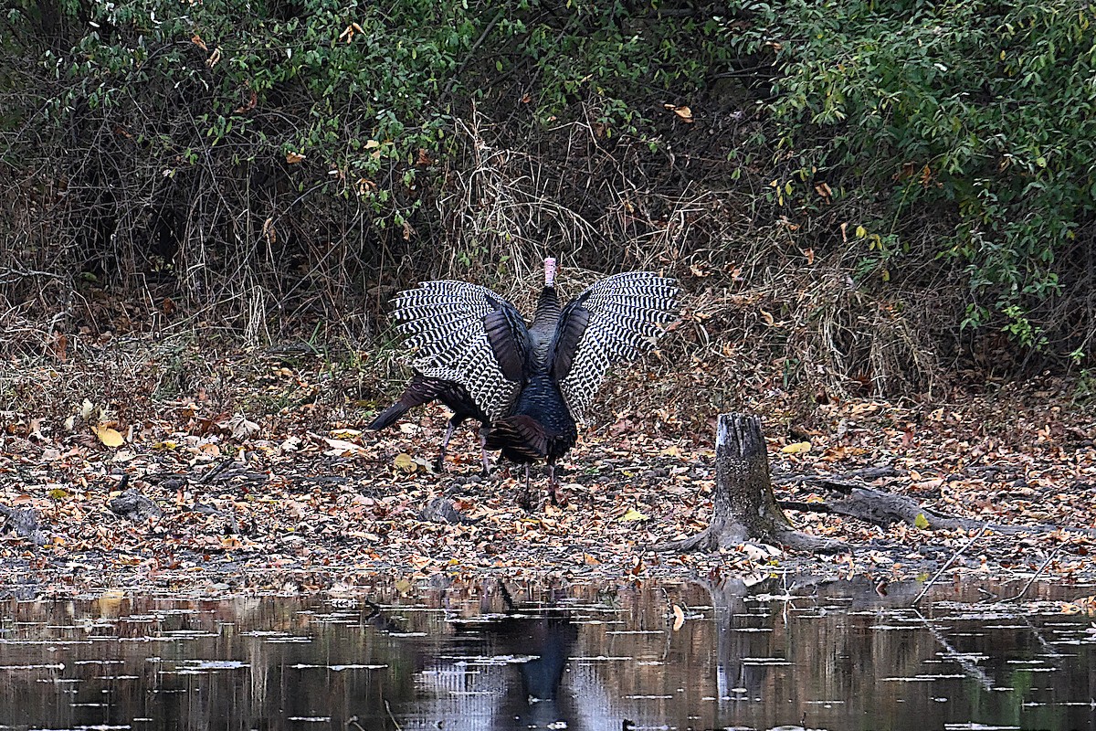 Wild Turkey - ML646074826