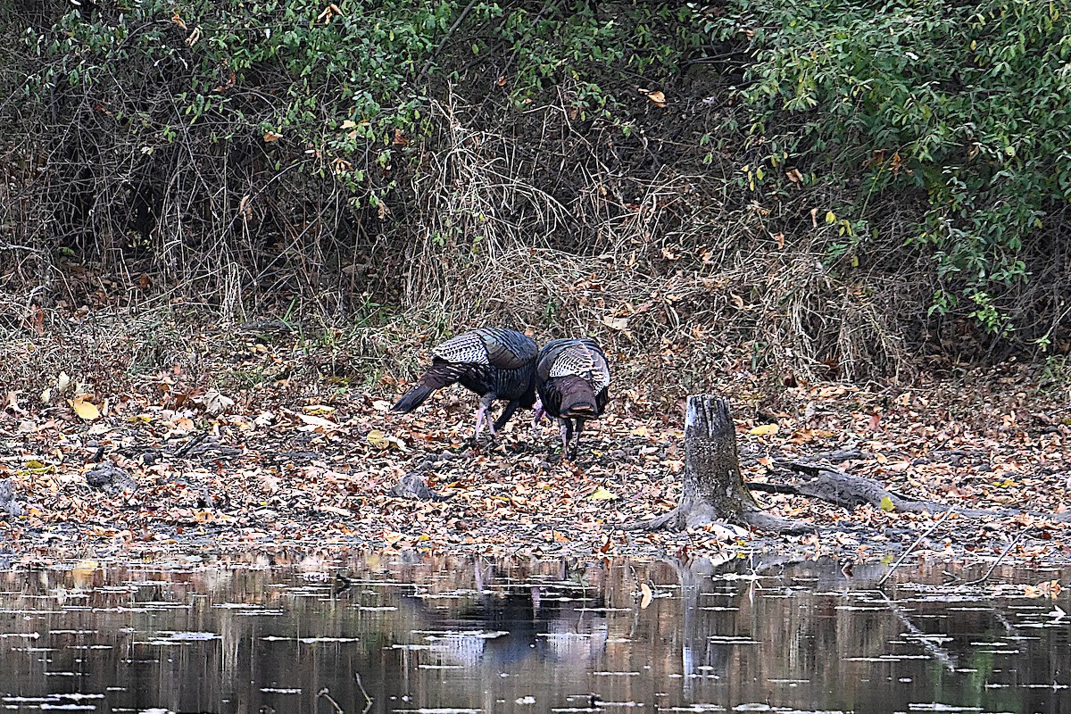 Wild Turkey - ML646074827