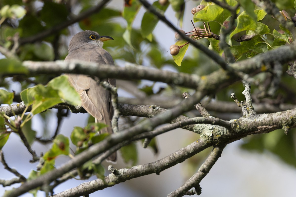 Cuculo americano - ML646074831